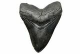 Huge, Fossil Megalodon Tooth - South Carolina #207656-1
